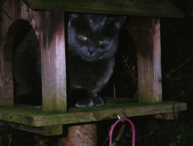 birdwatching