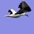 seagull